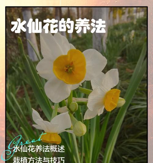 水仙花的栽培技术要点是什么？