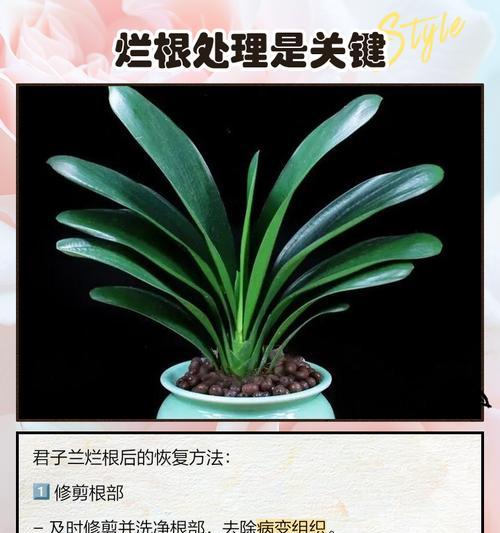 君子兰修剪后如何处理？怎样促进恢复生长？