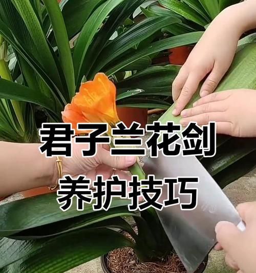 君子兰修剪后如何处理？怎样促进恢复生长？