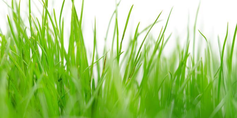 蜡质水生植物有哪些？它们的生长环境和特点是什么？