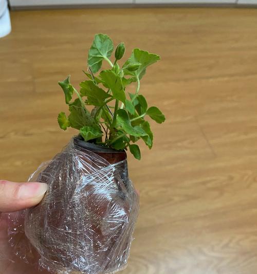 大盆天竺葵重瓣养护方法是什么？