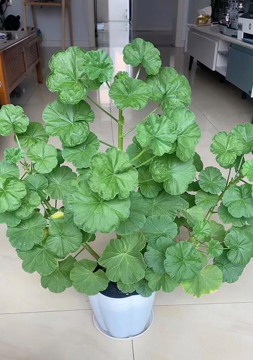 大盆天竺葵重瓣养护方法是什么？