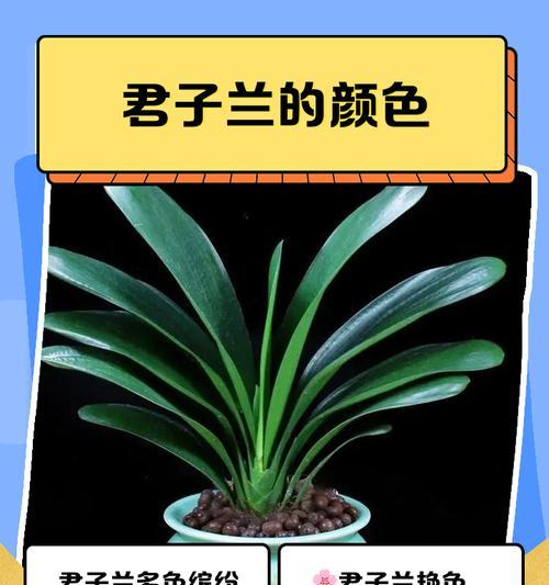 小叶君子兰开花颜色通常是什么？