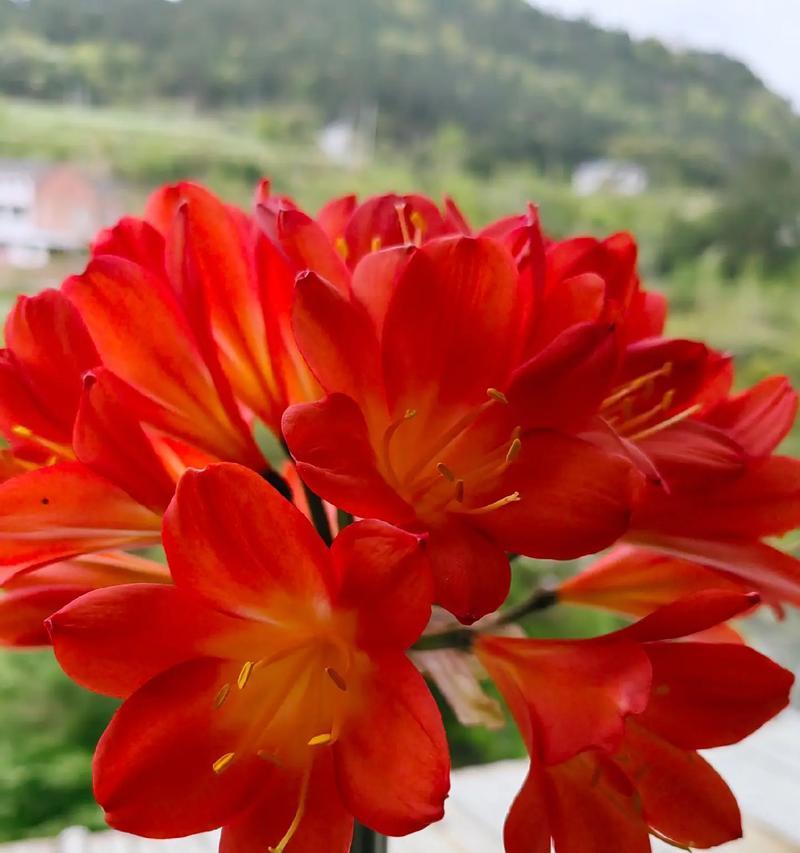 小叶君子兰开花颜色通常是什么？