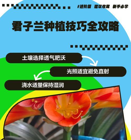 君子兰种子种植的步骤是什么？