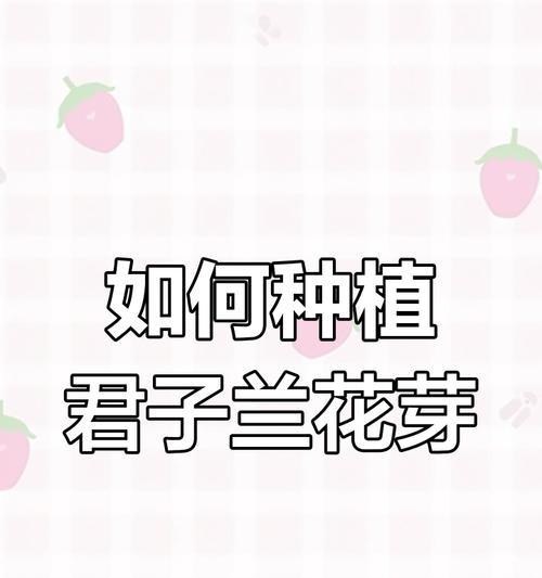 君子兰种子种植的步骤是什么？