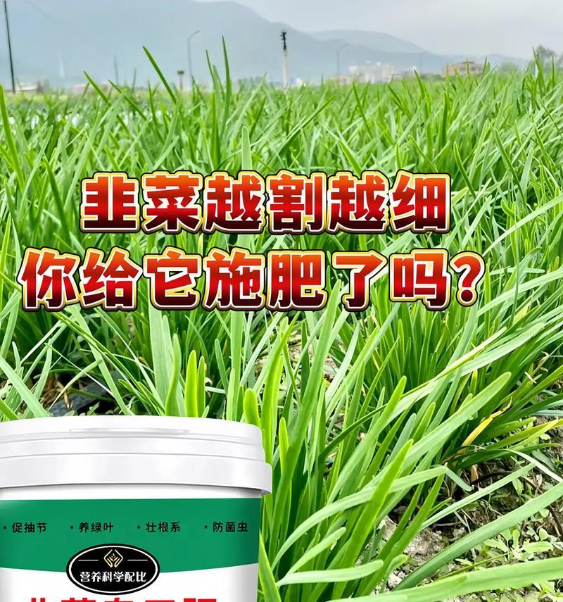 韭菜叶子干黄是什么原因？如何恢复绿色？