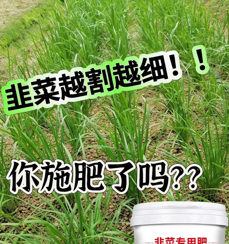 韭菜叶子干黄是什么原因？如何恢复绿色？