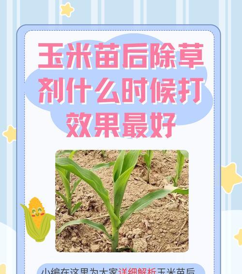 玉米播种的最佳时间是什么时候？