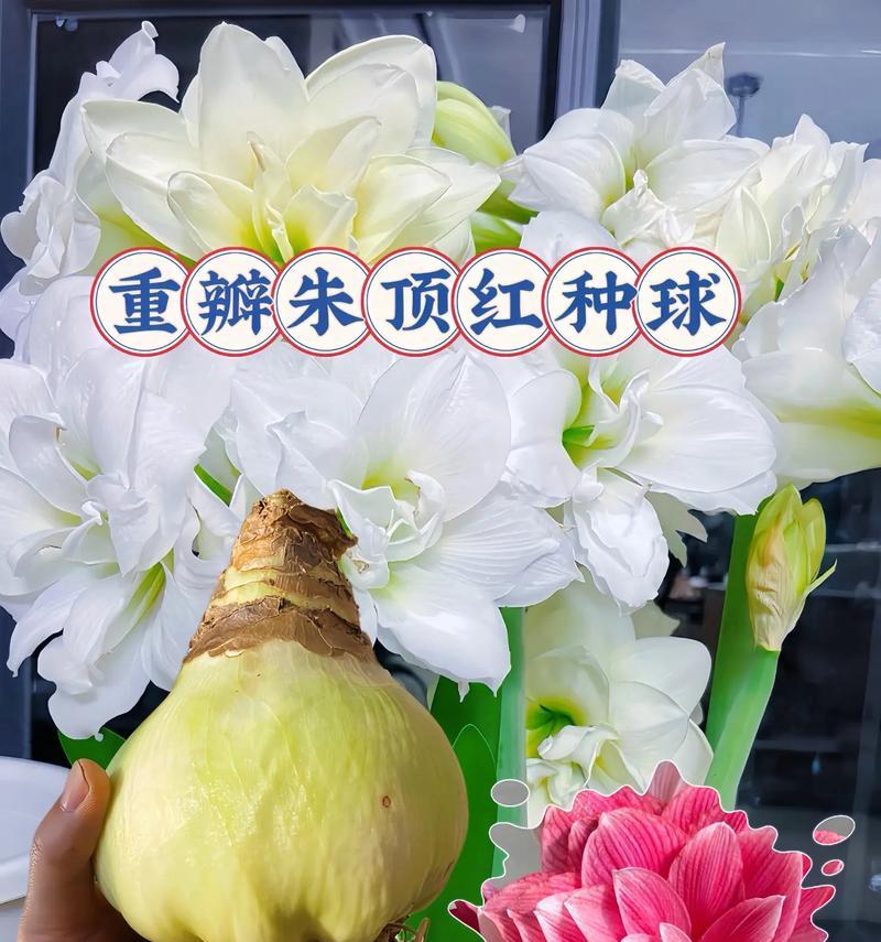 什么朱顶红杂交易出重瓣？重瓣朱顶红的培育方法！