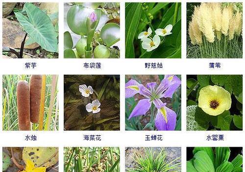 阳澄湖常见的水生植物有哪些？