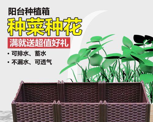 紫色多色君子兰的养护技巧有哪些？如何养好紫色多色君子兰？