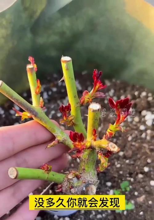 扦插抹芽的月季养护方法是什么？