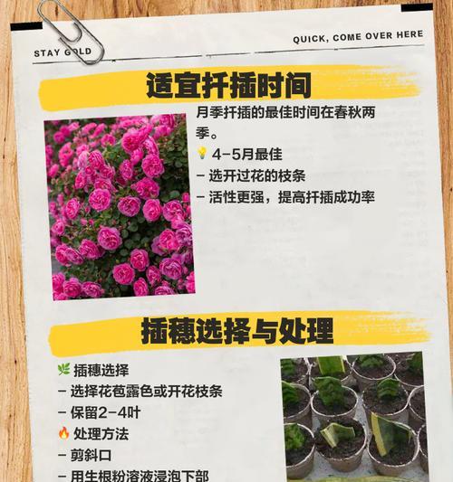 扦插抹芽的月季养护方法是什么？