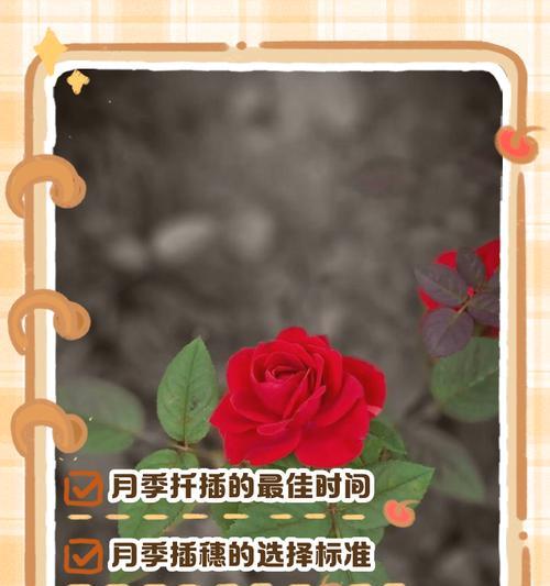 扦插抹芽的月季养护方法是什么？
