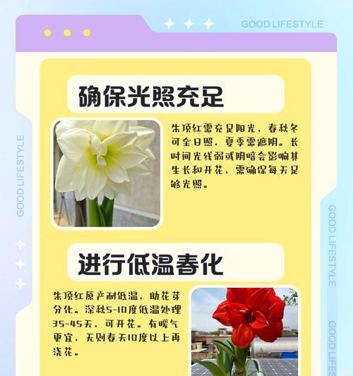 朱顶红不发球的原因及解决方法是什么？