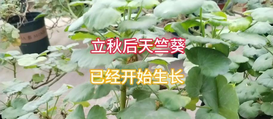天竺葵插穗养护技巧有哪些？
