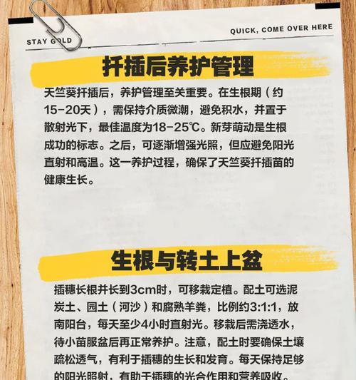 天竺葵插穗养护技巧有哪些？
