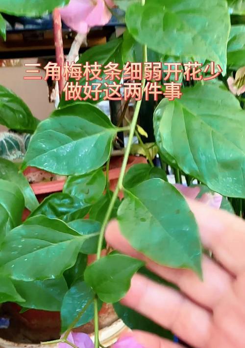 三角梅枝条无根怎么办？三角梅枝条无根的处理方法是什么？
