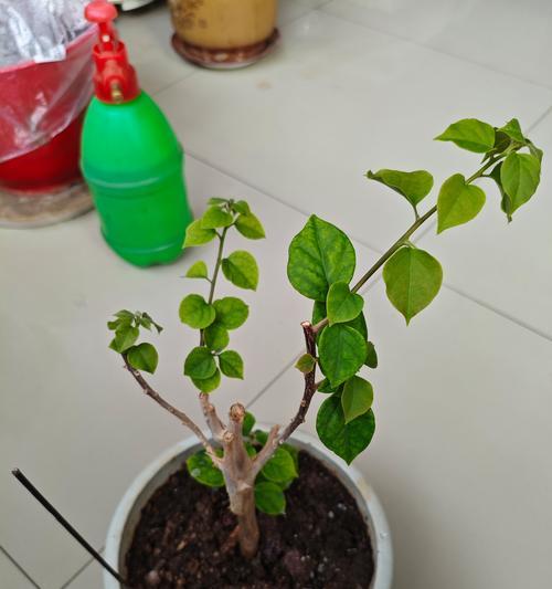 三角梅枝条无根怎么办？三角梅枝条无根的处理方法是什么？