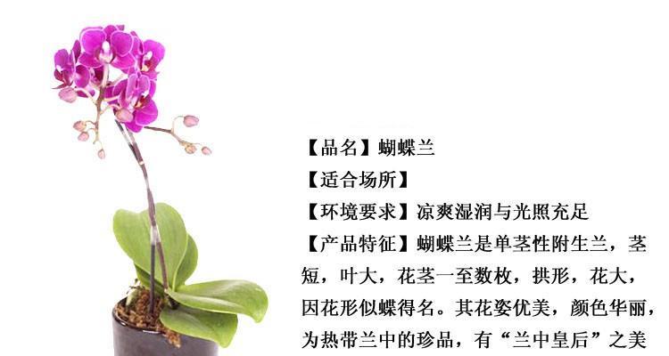 什么是蝴蝶兰什么是君子兰？它们的区别在哪里？