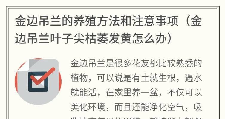 金边吊兰叶子黄枯怎么处理？