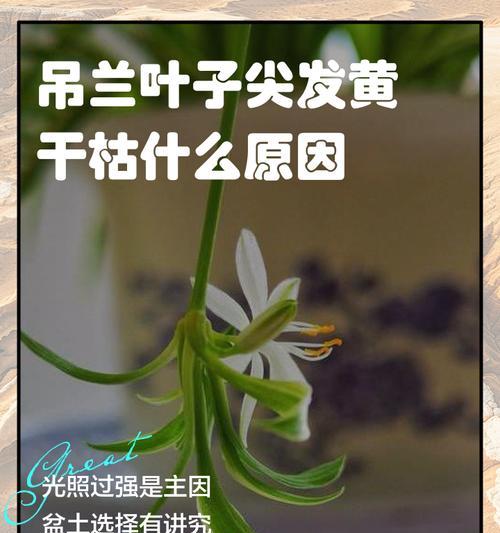 金边吊兰叶子黄枯怎么处理？