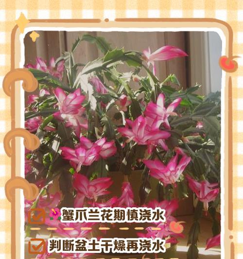 五瓣梅如何正确浇水？浇水方法对开花有何影响？