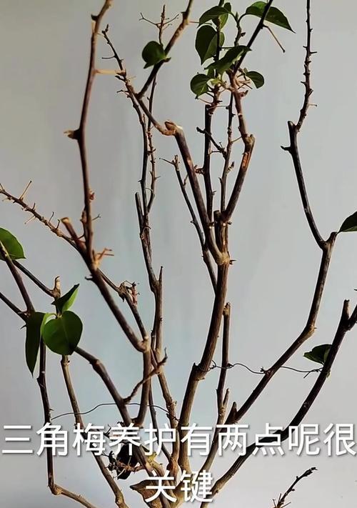 三角梅怎么快速张枝条？三角梅枝条生长的养护技巧有哪些？