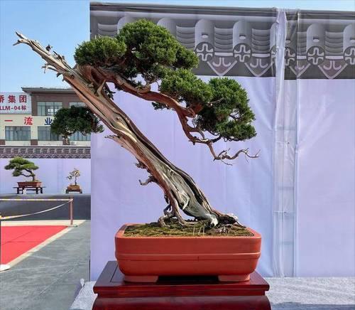 大盆景植物冬季养护？有哪些要点？