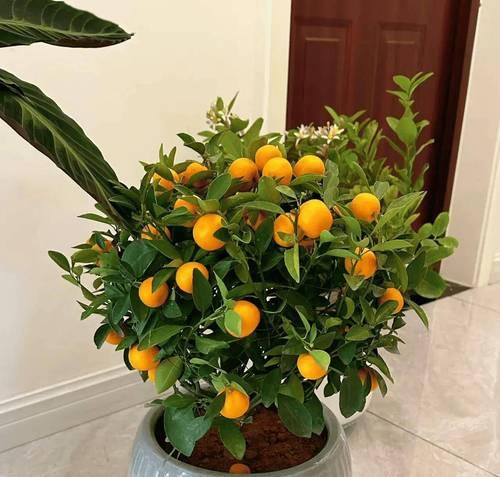 大盆景植物冬季养护？有哪些要点？