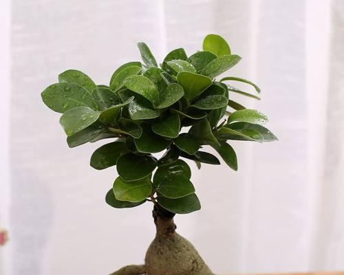 大盆景植物冬季养护？有哪些要点？