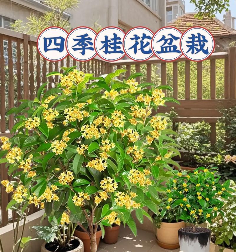 阳台盆栽的花是什么品种？如何识别和养护？