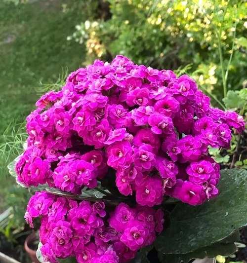 阳台盆栽的花是什么品种？如何识别和养护？
