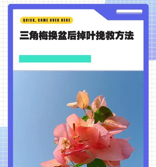 三角梅瓷盆怎么换土？三角梅换土的正确步骤是什么？