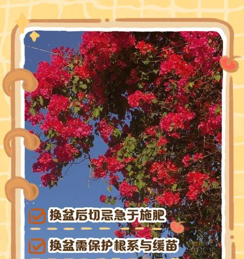 三角梅瓷盆怎么换土？三角梅换土的正确步骤是什么？