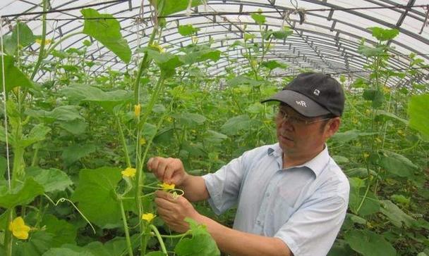 梨香瓜栽培技术要点？如何确保高产优质？