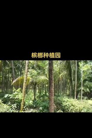 槟榔种植技术与管理经验有哪些？