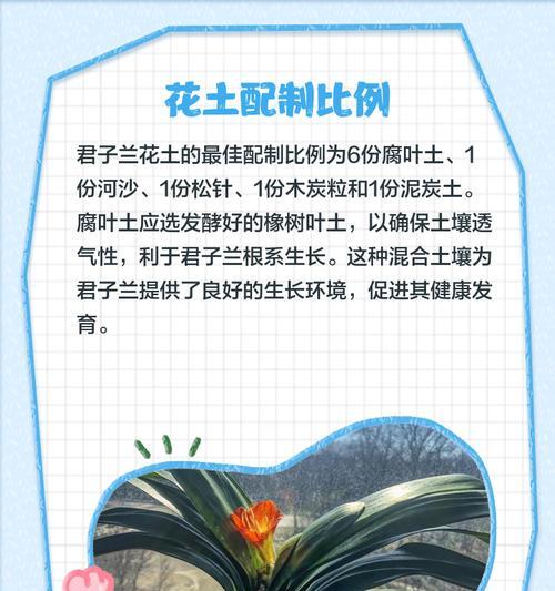 如何养护君子兰以适应古典花盆的环境？