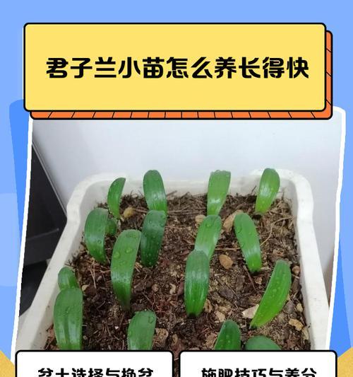 如何养护君子兰以适应古典花盆的环境？