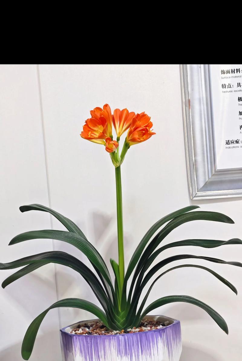 君子兰黑金刚的开花形态如何？