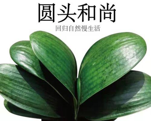君子兰黑金刚的开花形态如何？