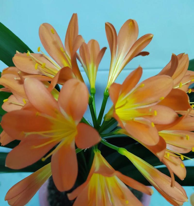 君子兰黑金刚的开花形态如何？