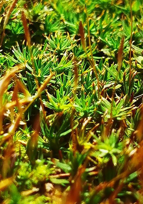 苔藓浇水过多叶子发黄怎么办？补救措施有哪些？