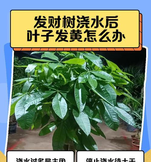 苔藓浇水过多叶子发黄怎么办？补救措施有哪些？
