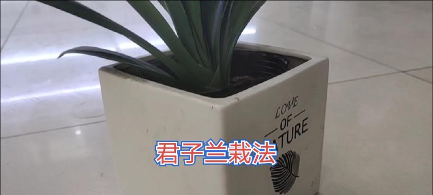 栽君子兰时应该选择哪种手套？