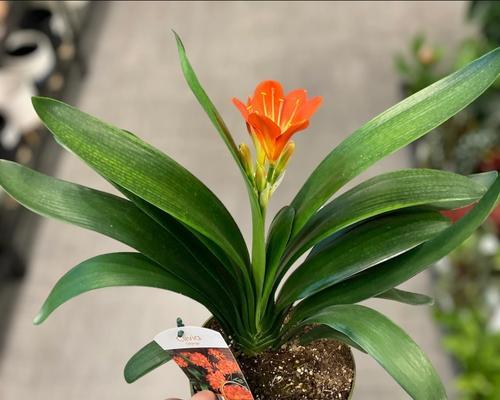 栽君子兰时应该选择哪种手套？