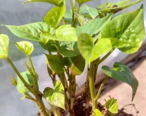 地瓜花根茎栽培技术的要点是什么？