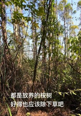 桉树施肥的方法和技巧有哪些？如何提高施肥效果？