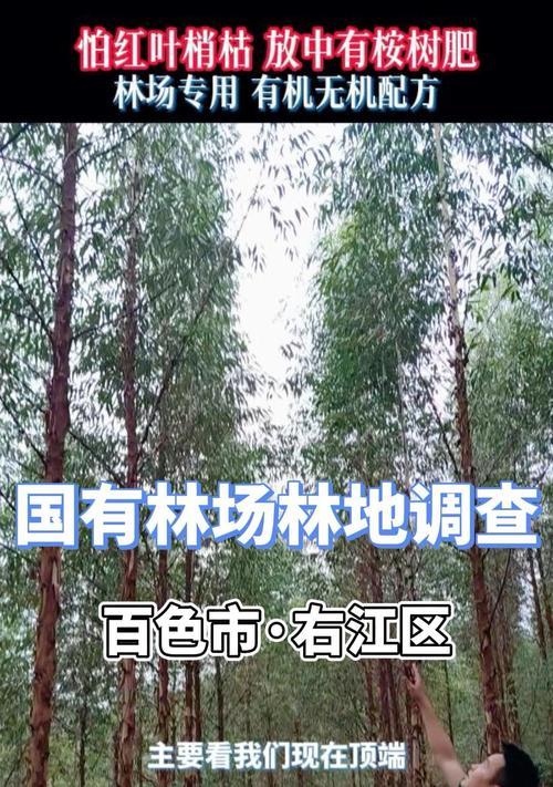 桉树施肥的方法和技巧有哪些？如何提高施肥效果？